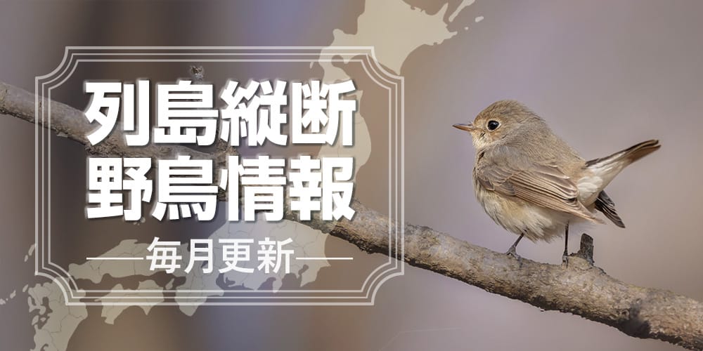 列島縦断野鳥情報
