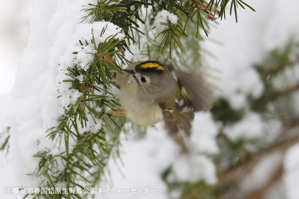 根室市春国岱原生野鳥公園ネイチャーセンター