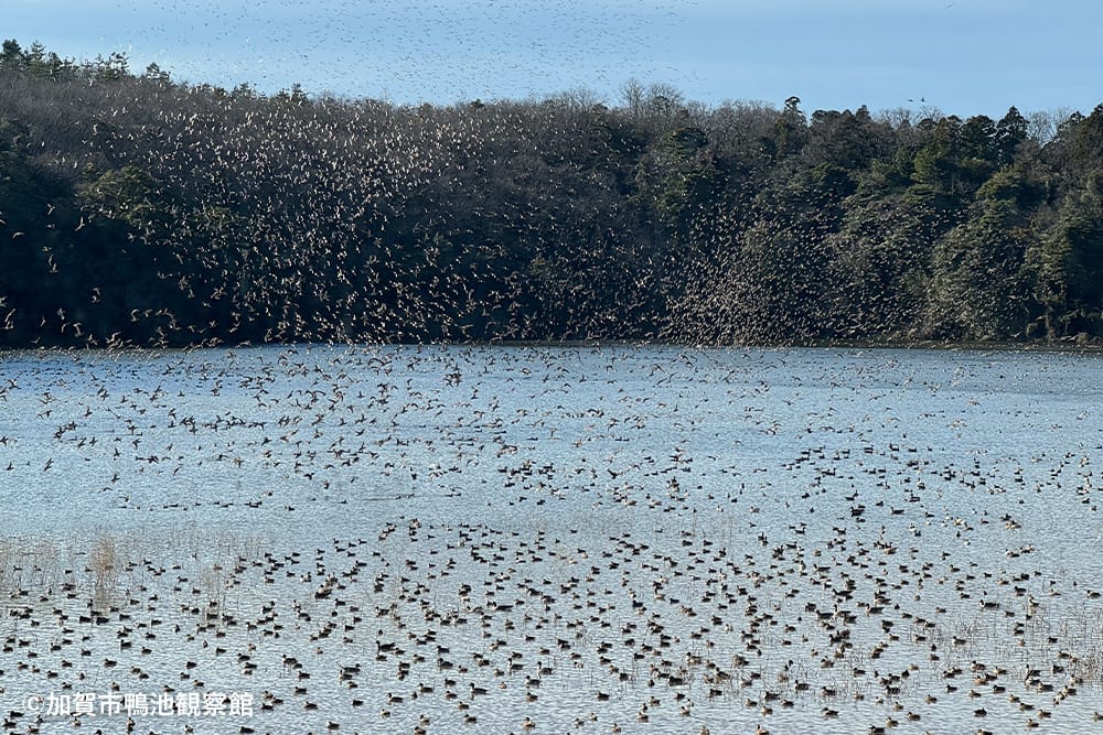 加賀市鴨池観察館