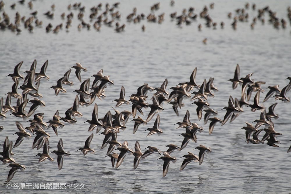 谷津干潟自然観察センター