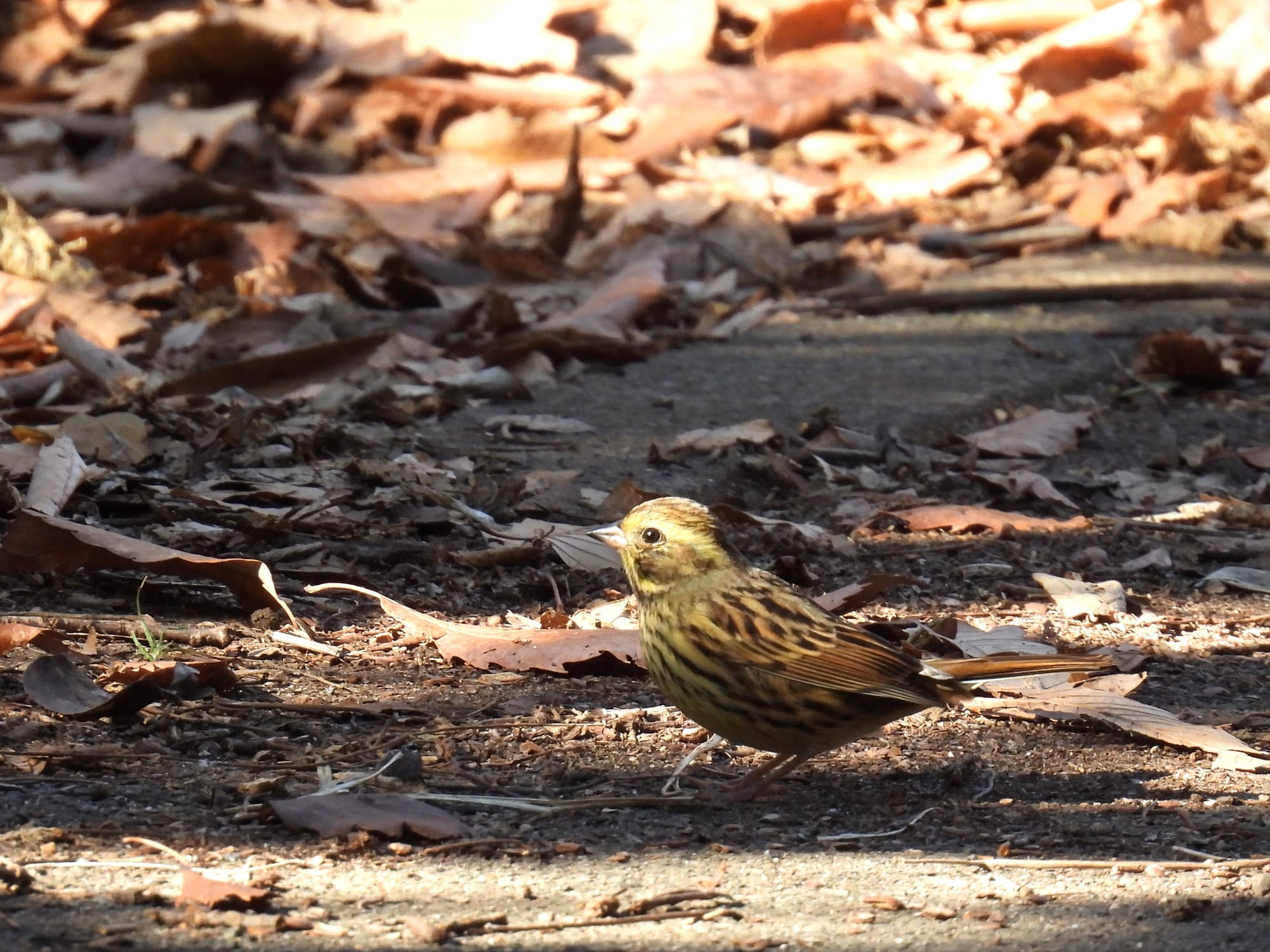 横浜自然観察の森