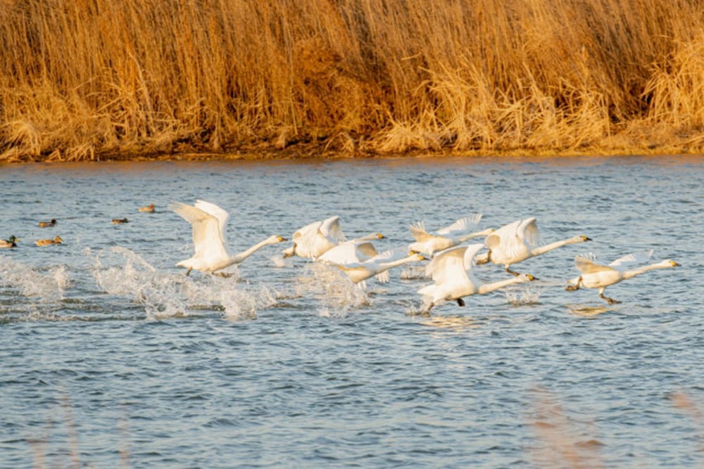 湖北野鳥センター