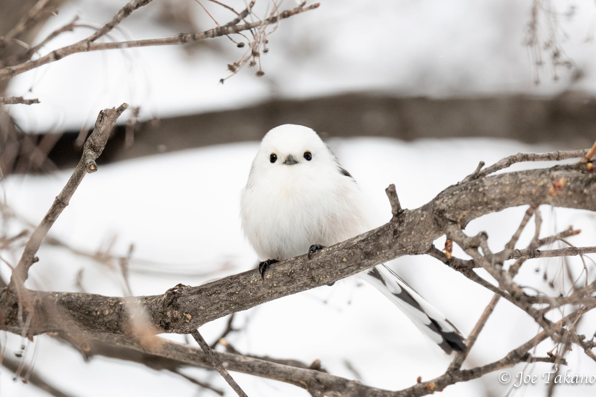 本物のシマエナガに会いに行こう！