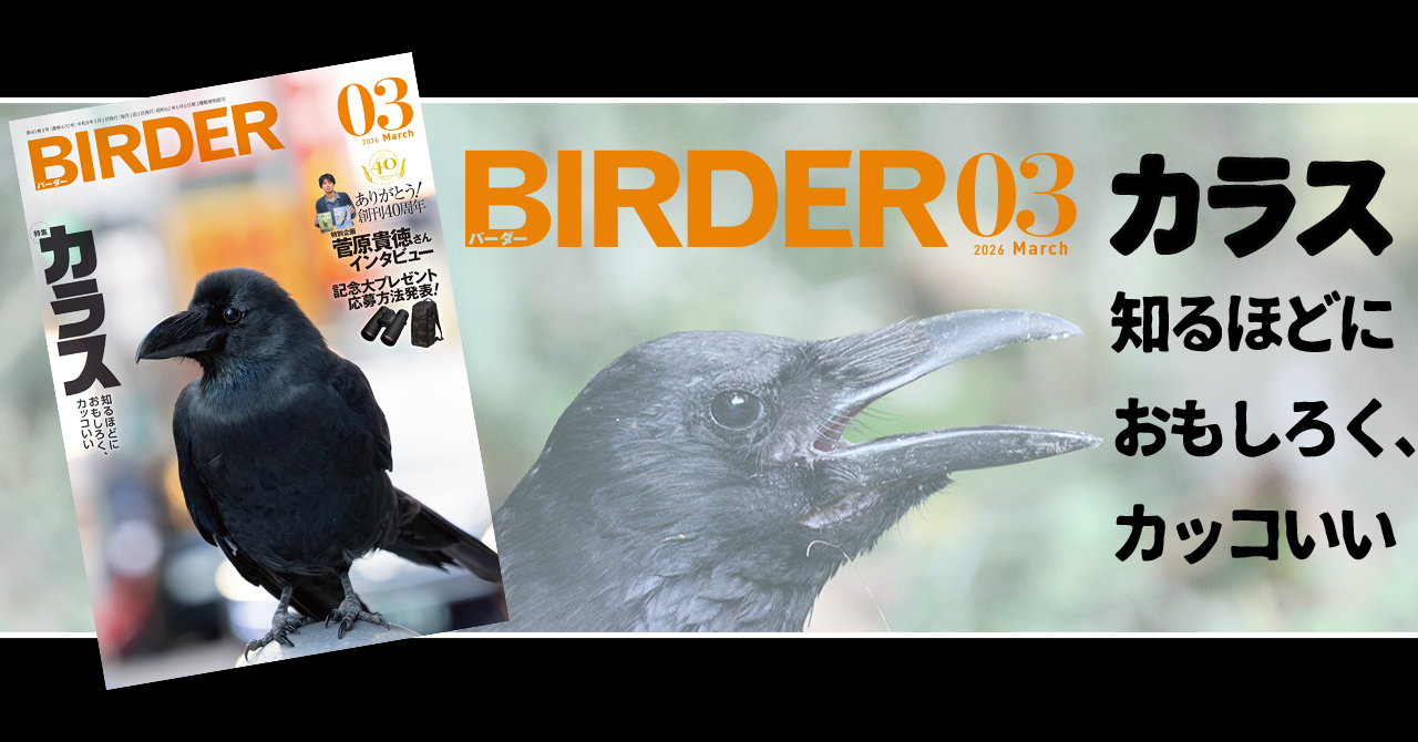 BIRDER3月号の見どころ