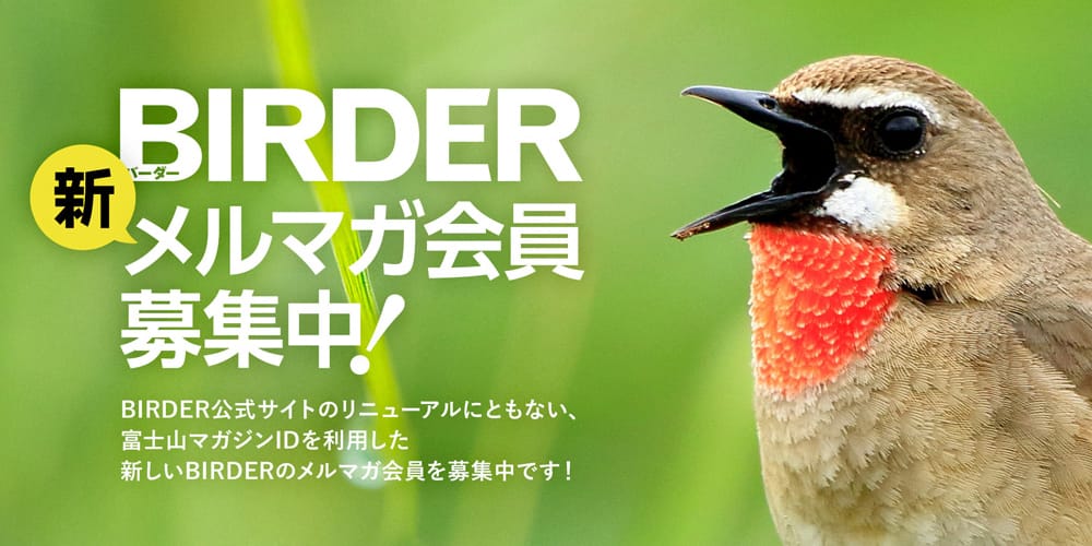 BIRDER無料メルマガ会員募集中！