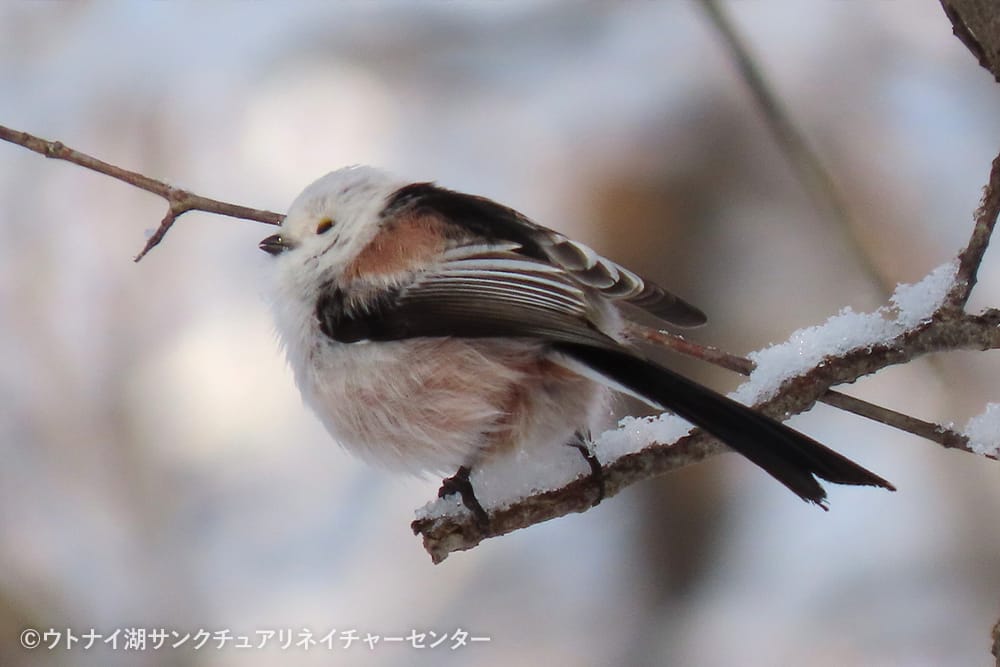 ウトナイ湖サンクチュアリネイチャーセンター