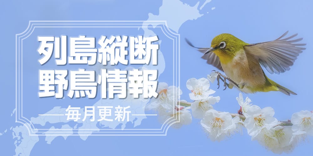 列島縦断野鳥情報（3/16更新）