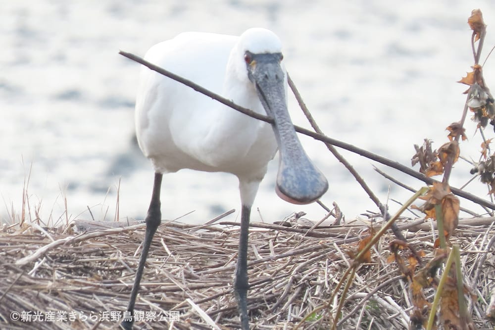 新光産業きらら浜野鳥観察公園