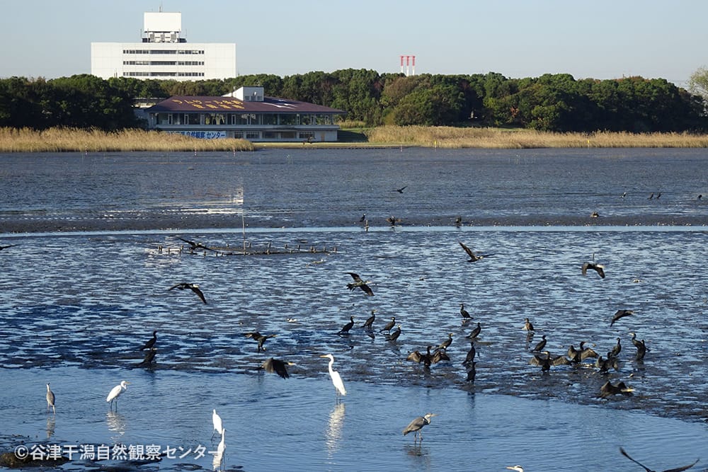 谷津干潟自然観察センター