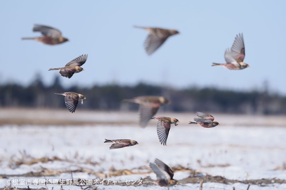 根室市春国岱原生野鳥公園ネイチャーセンター