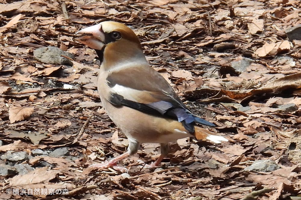 横浜自然観察の森