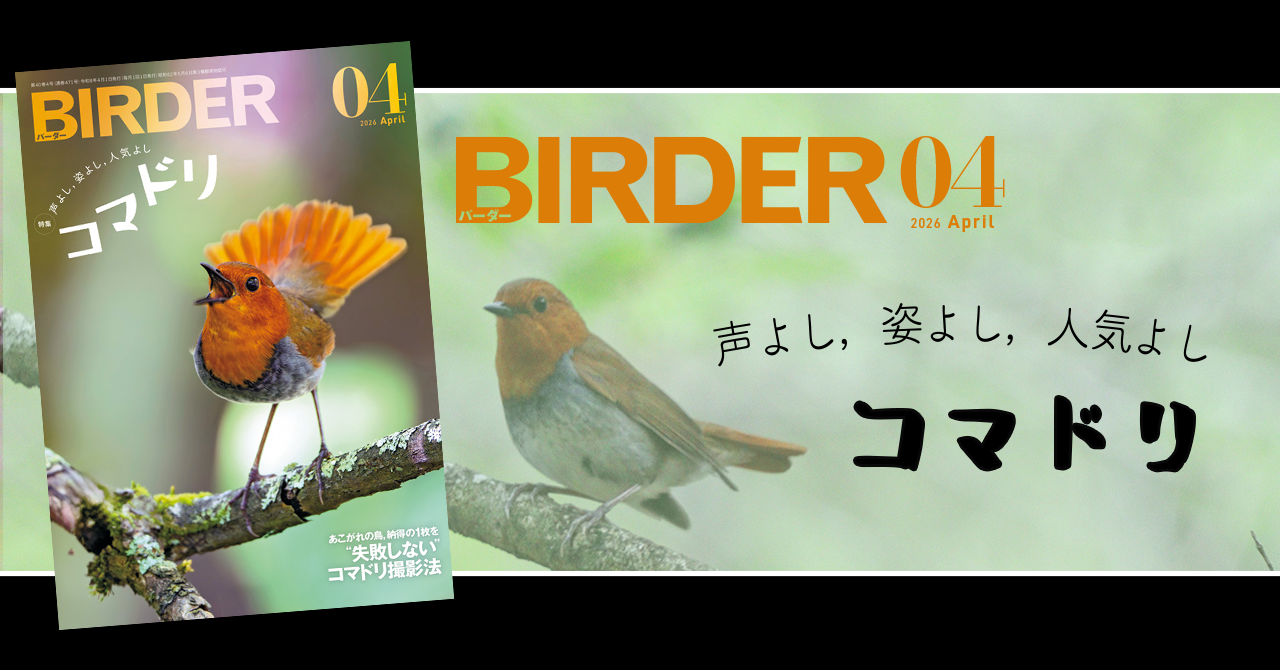 BIRDER4月号の見どころ