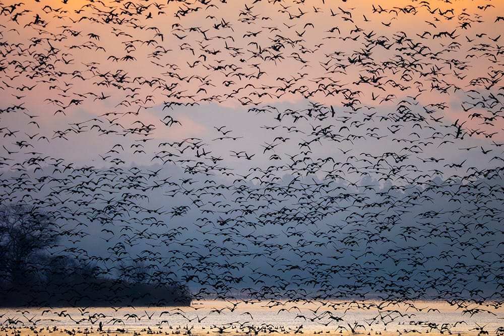 宮城県伊豆沼・内沼サンクチュアリセンター