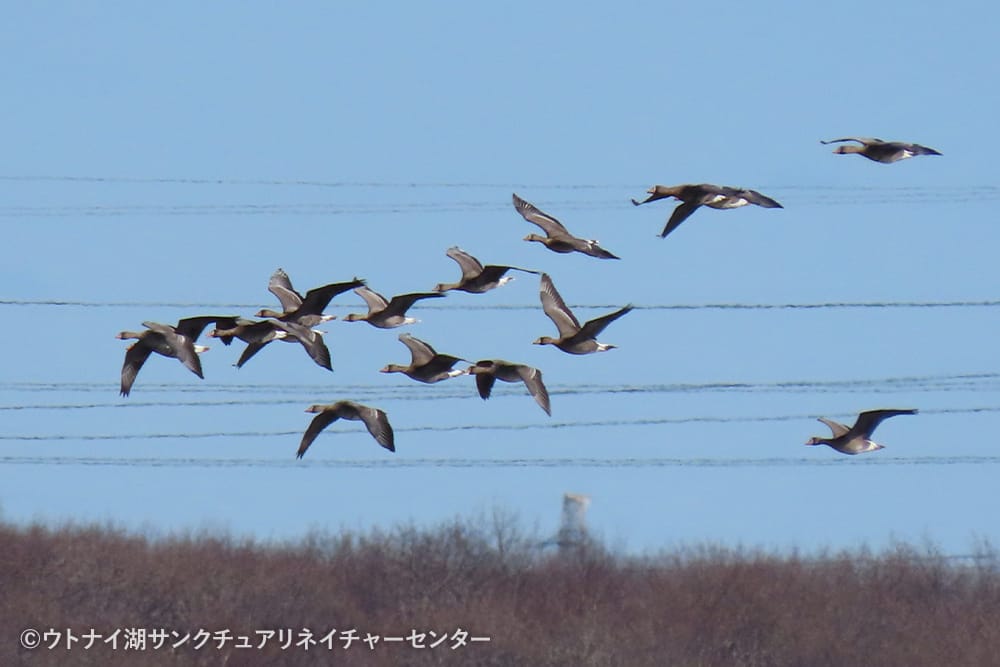 ウトナイ湖サンクチュアリネイチャーセンター