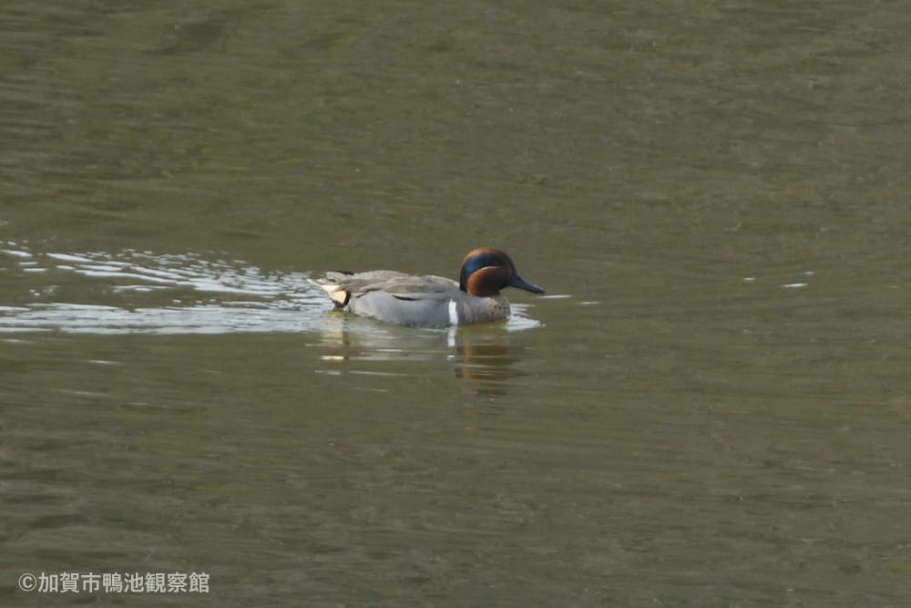 加賀市鴨池観察館