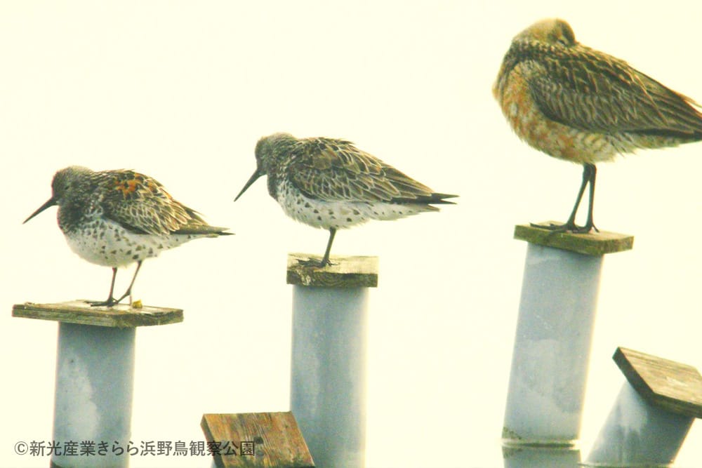 新光産業きらら浜野鳥観察公園