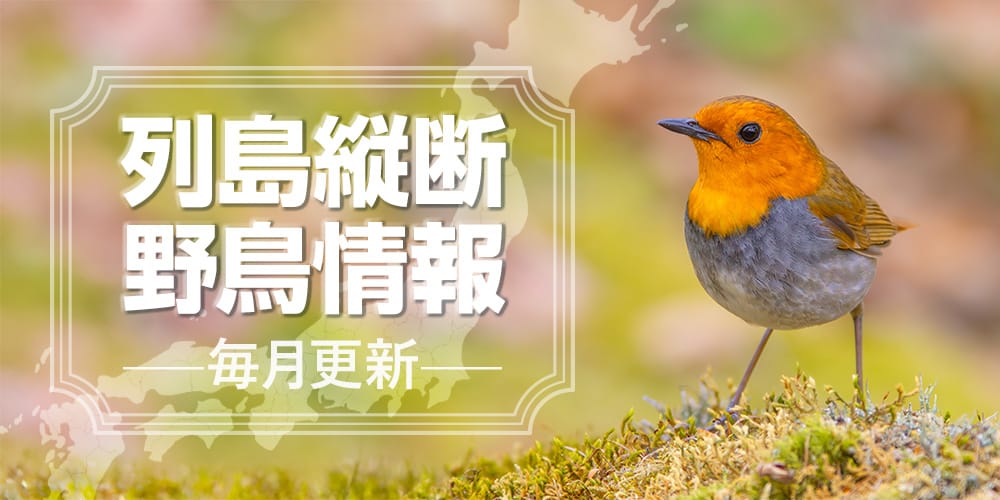 列島縦断野鳥情報