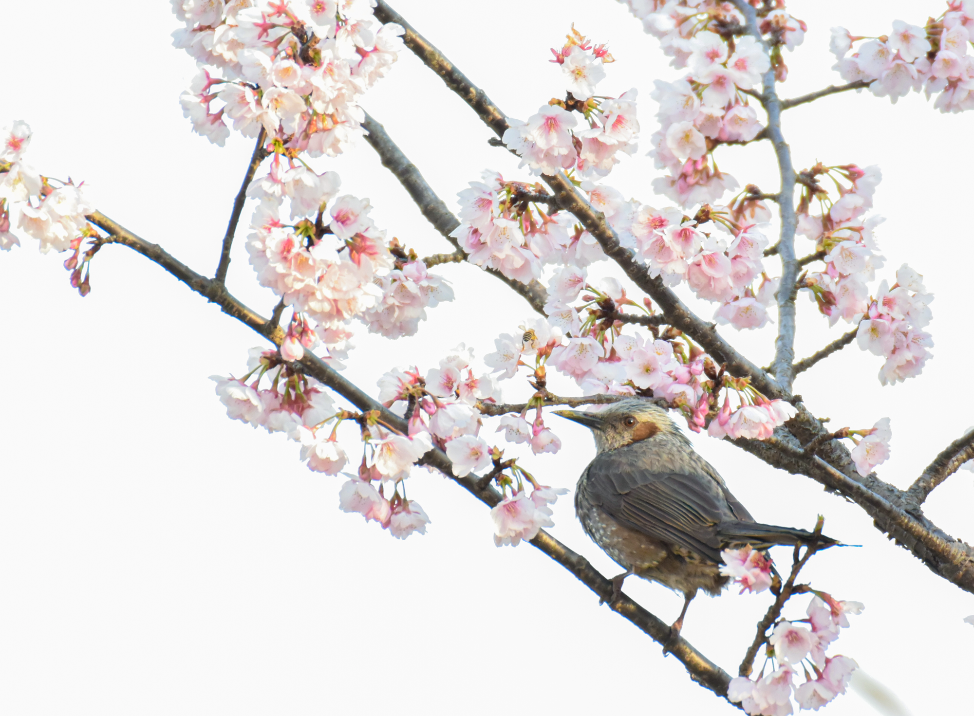 【写真募集】花と実とヒヨドリ