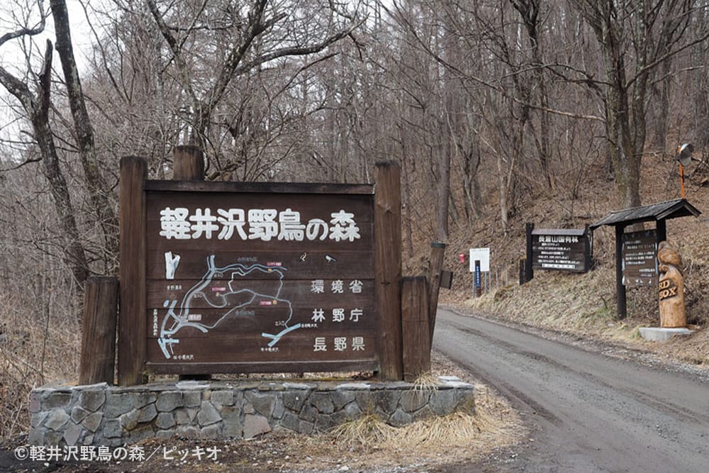 軽井沢野鳥の森 ピッキオビジターセンター