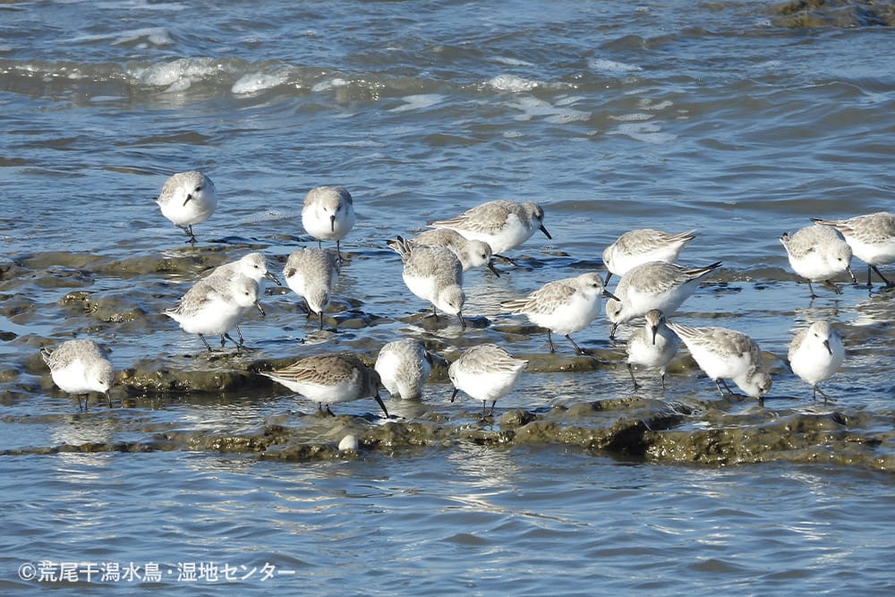 荒尾干潟水鳥・湿地センター
