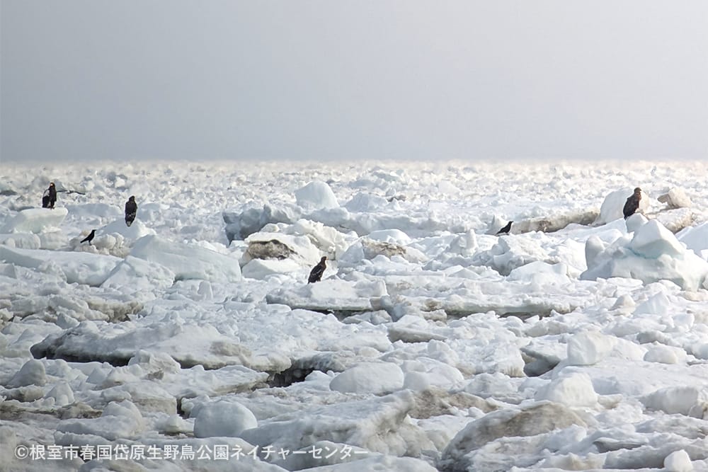 根室市春国岱原生野鳥公園ネイチャーセンター