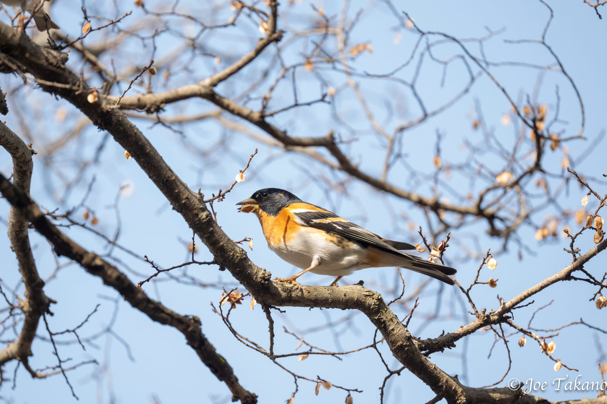 平日プチ探鳥会 in 井の頭恩賜公園　2026.3.27