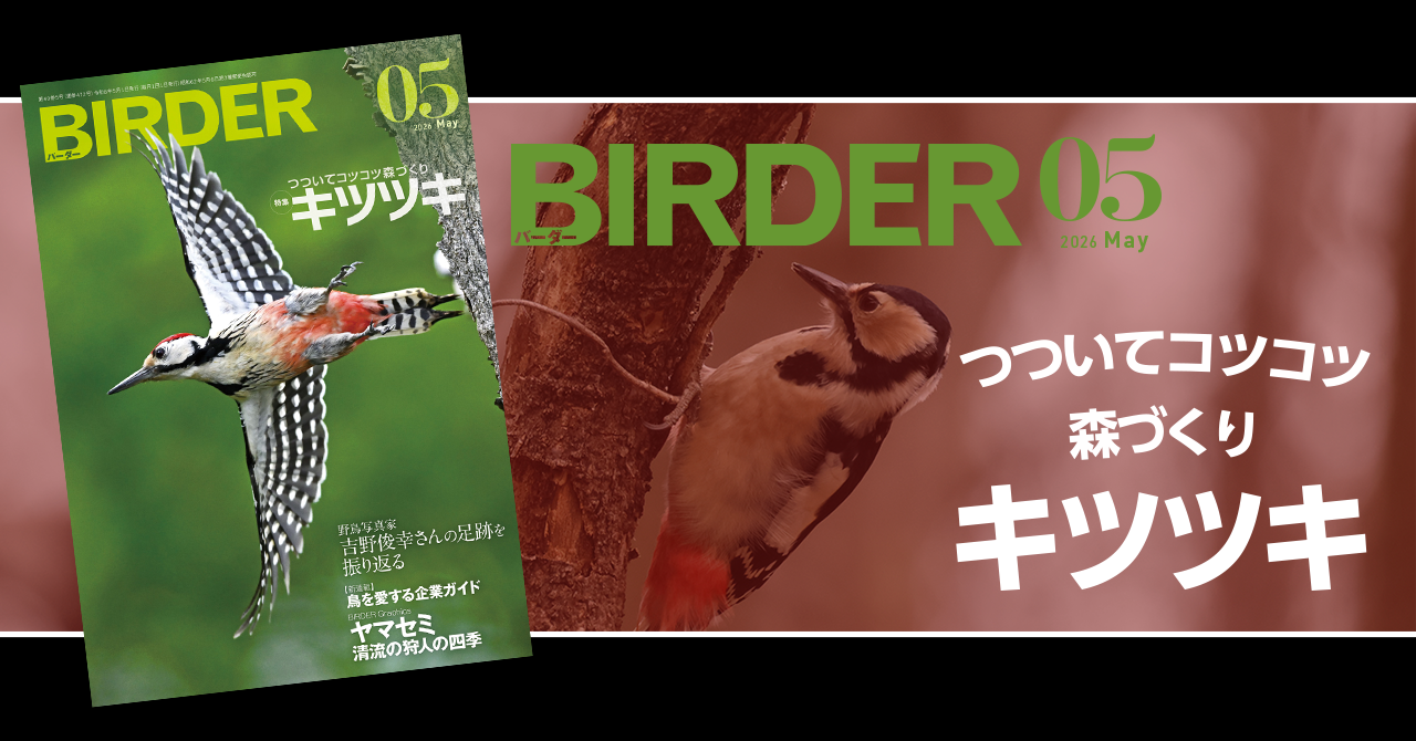BIRDER5月号の見どころ