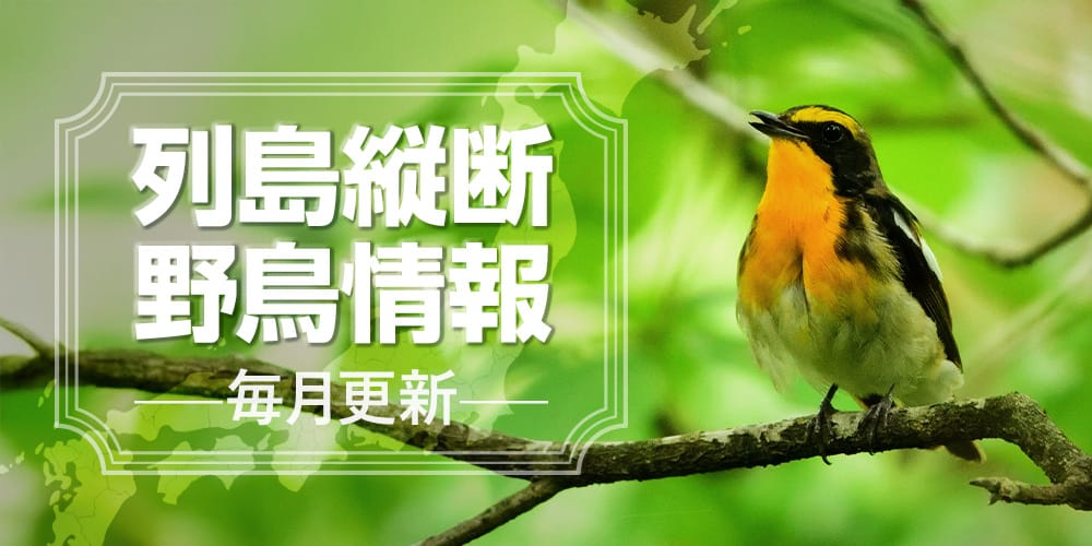 列島縦断野鳥情報（5/15更新）