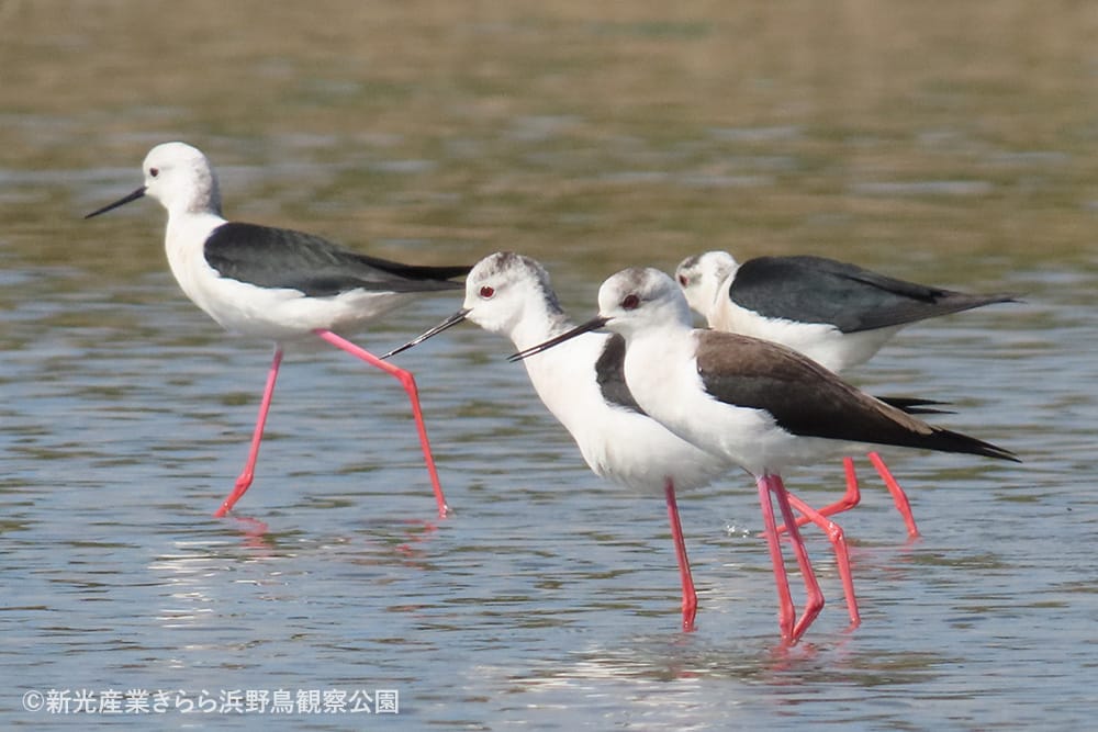 新光産業きらら浜野鳥観察公園