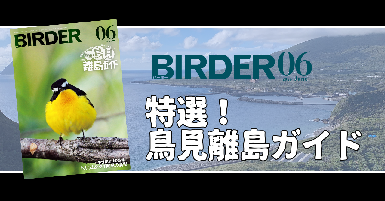 BIRDER6月号の見どころ