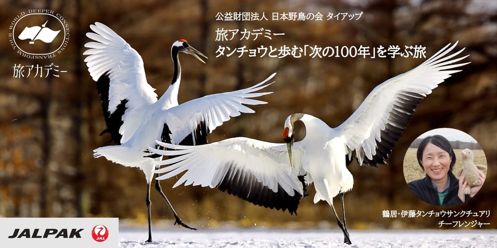 公益財団法人 日本野鳥の会 タイアップ　タンチョウと歩む 「次の100年」を学ぶ旅 - ジャルパック