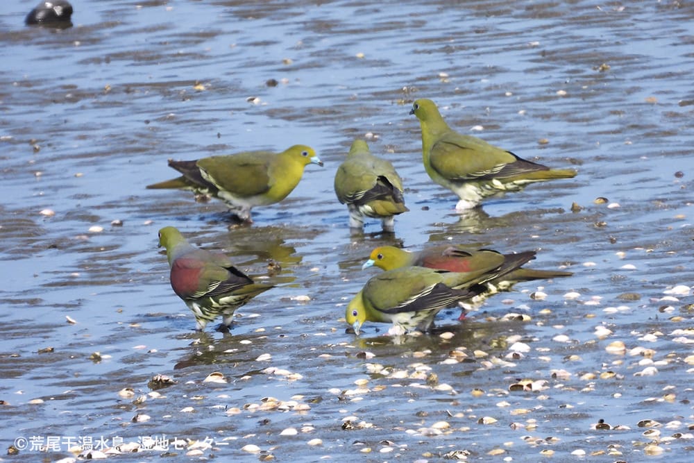 荒尾干潟水鳥・湿地センター