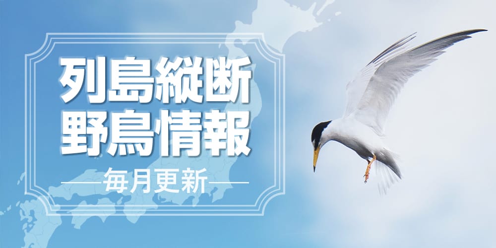列島縦断野鳥情報（6/16更新）