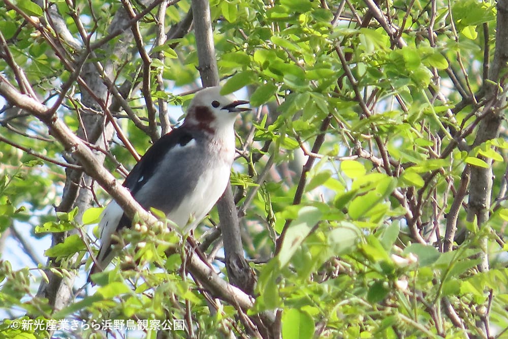 新光産業きらら浜野鳥観察公園