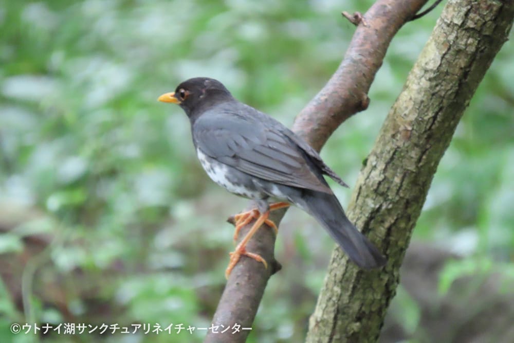 ウトナイ湖サンクチュアリネイチャーセンター