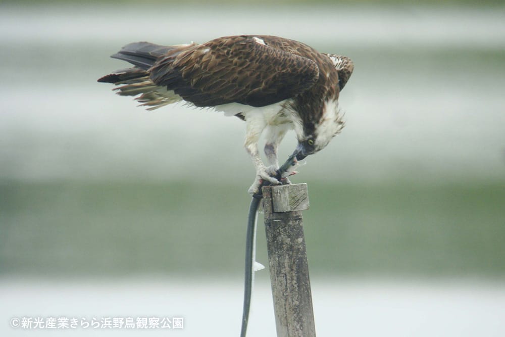 新光産業きらら浜野鳥観察公園