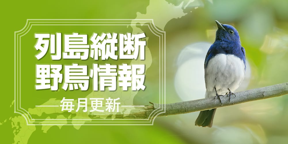 列島縦断野鳥情報
