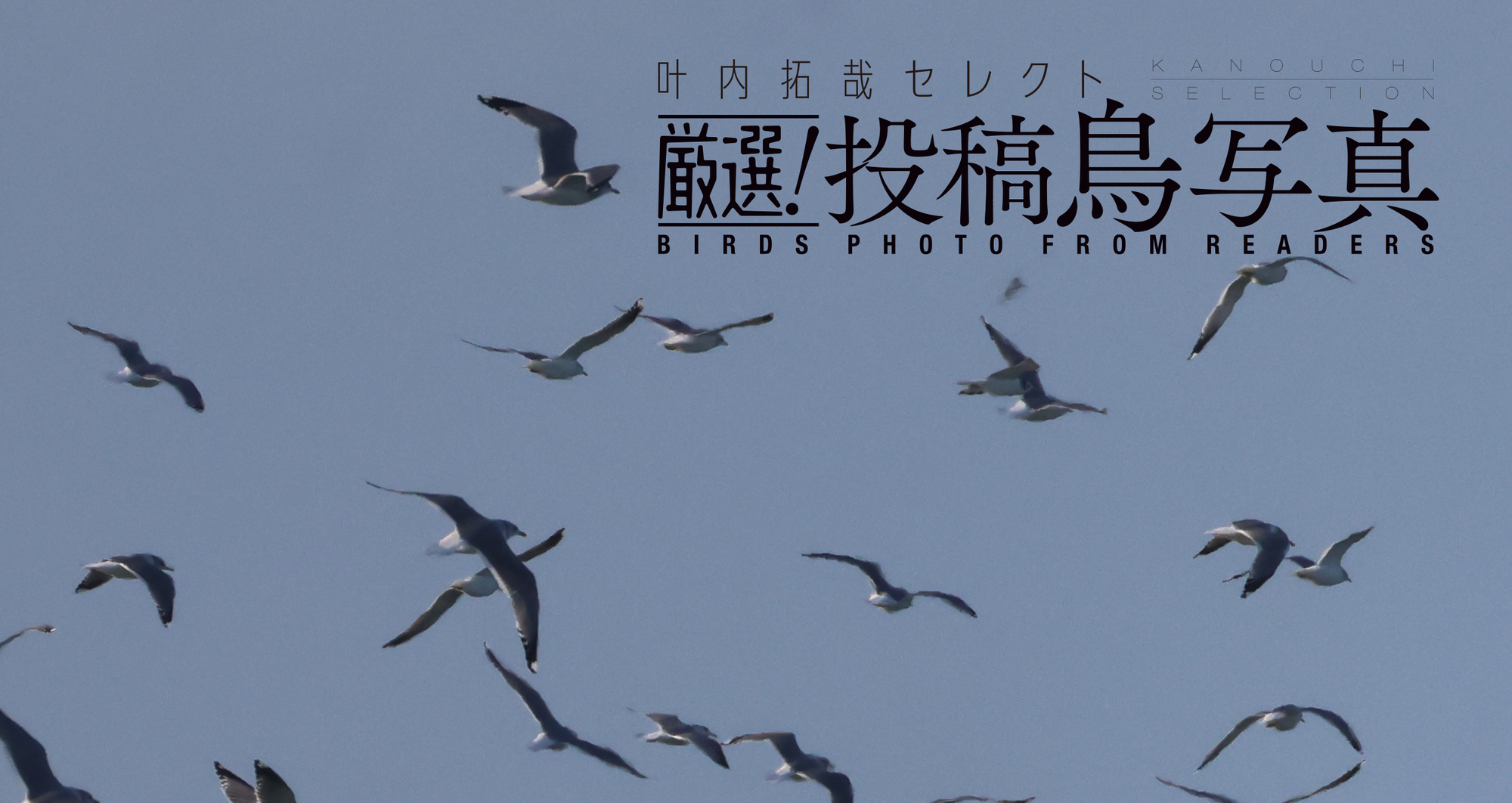 【叶内拓哉セレクト　厳選！投稿鳥写真】「冬の群れ」「季節にあった鳥の暮らし」作品募集