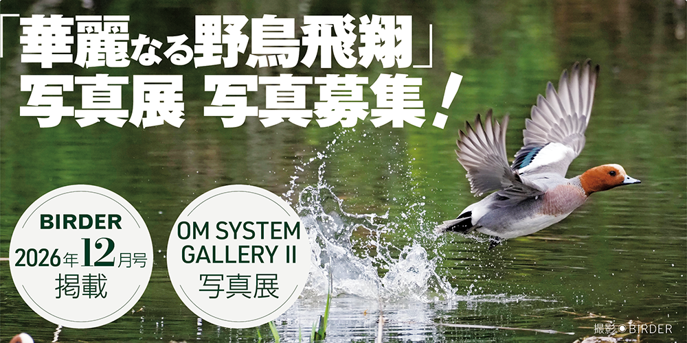 【華麗なる野鳥飛翔 写真展】作品募集 !
