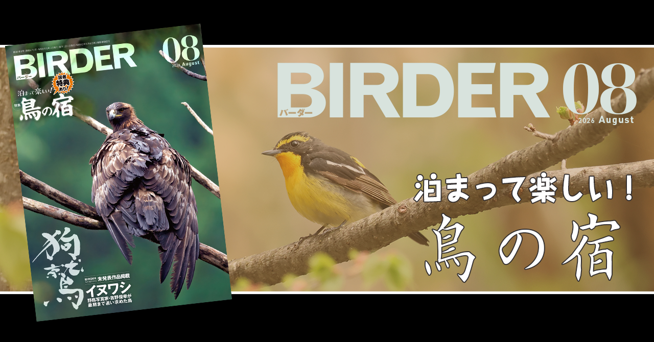 BIRDER8月号の見どころ