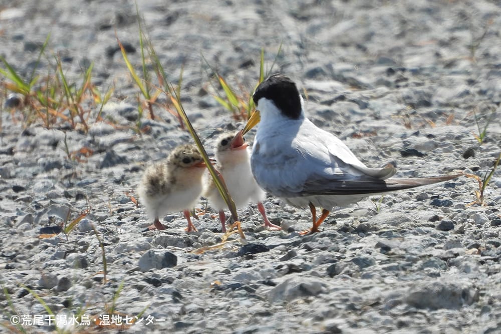 荒尾干潟水鳥・湿地センター