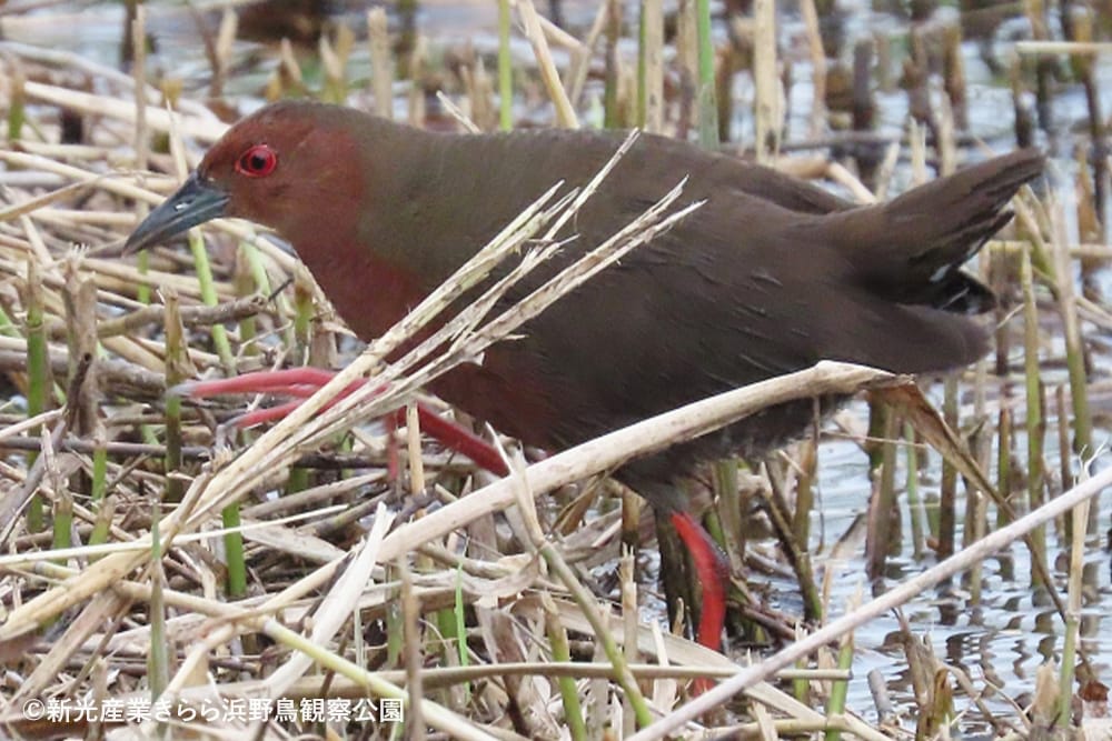 新光産業きらら浜野鳥観察公園