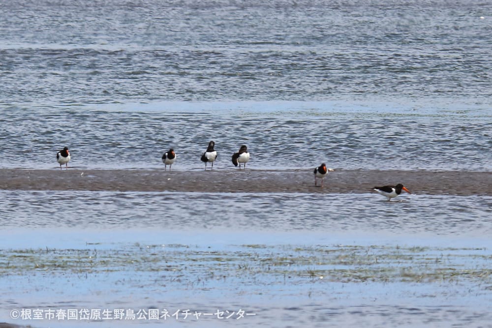 根室市春国岱原生野鳥公園ネイチャーセンター