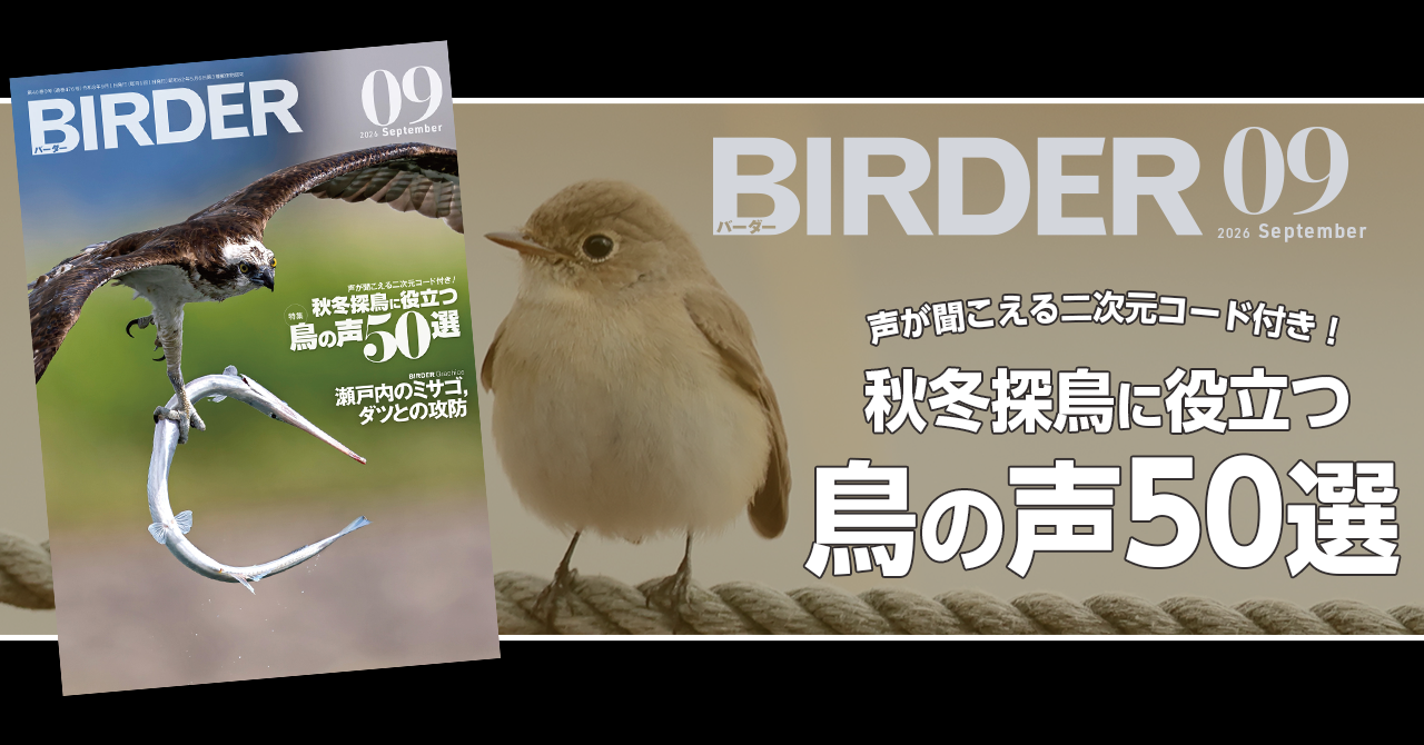 BIRDER9月号の見どころ