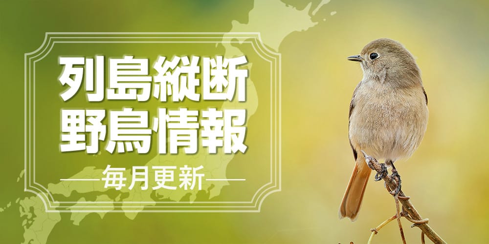 列島縦断野鳥情報（9/4更新）