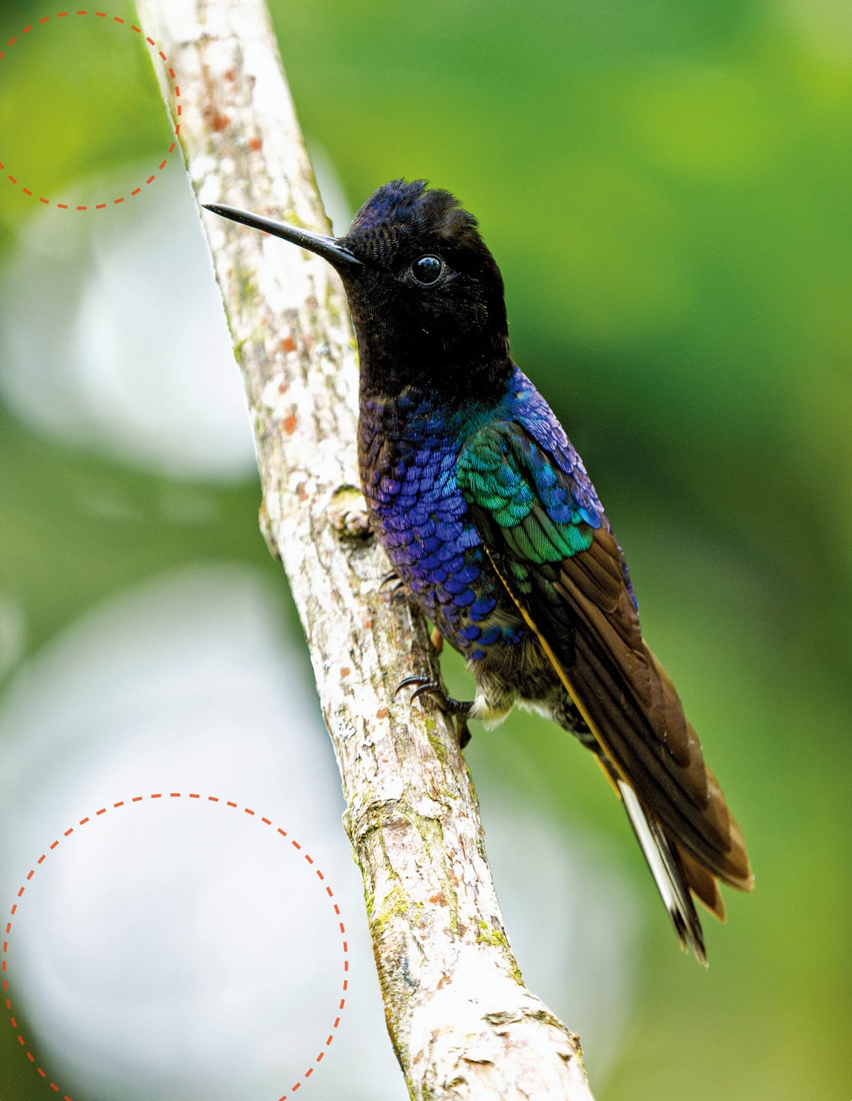 AI生成画像は野鳥観察を変えてしまうのか？（後編）