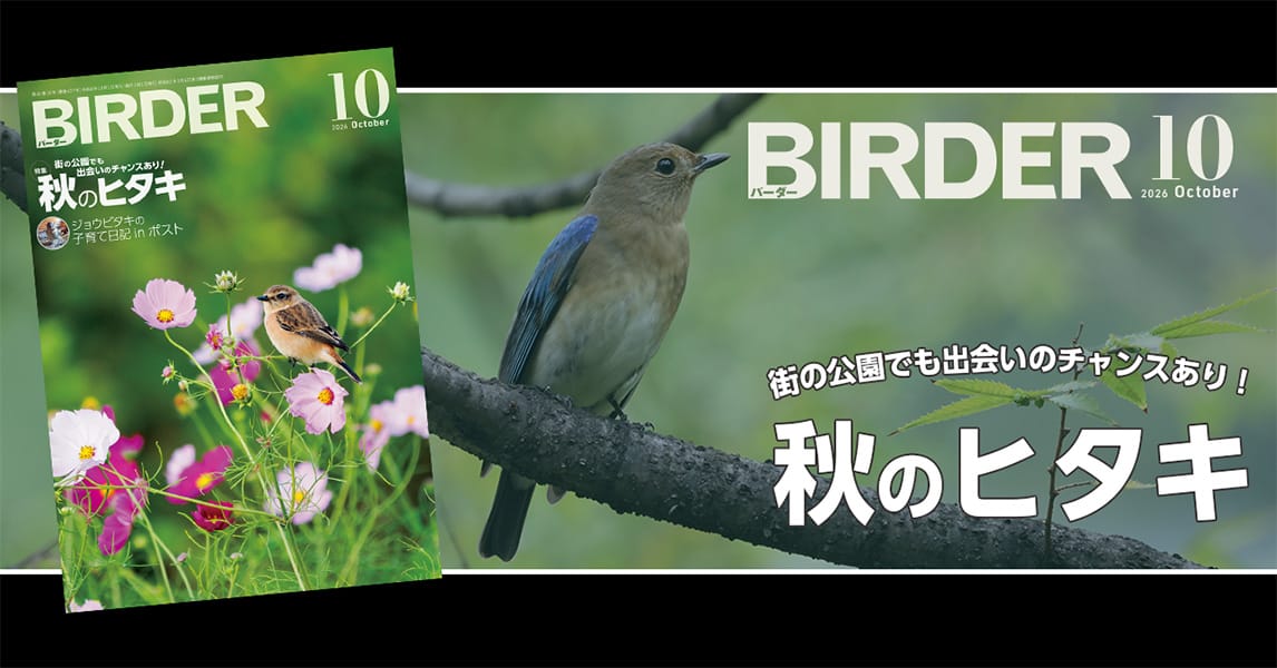 BIRDER10月号の見どころ
