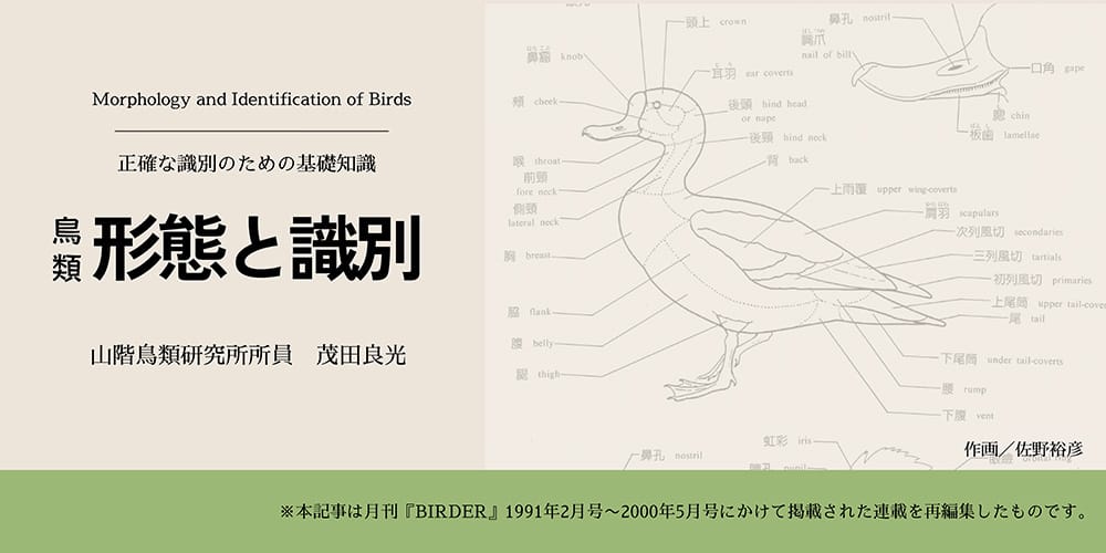 第1回　鳥体各部の名称