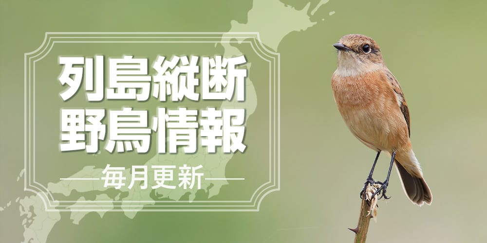 列島縦断野鳥情報