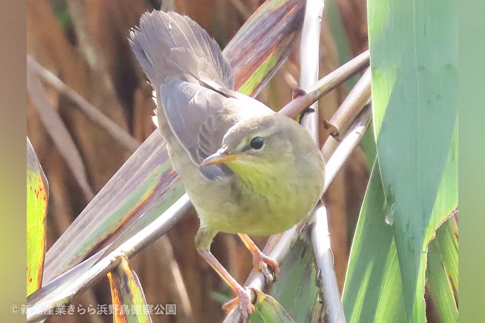 新光産業きらら浜野鳥観察公園